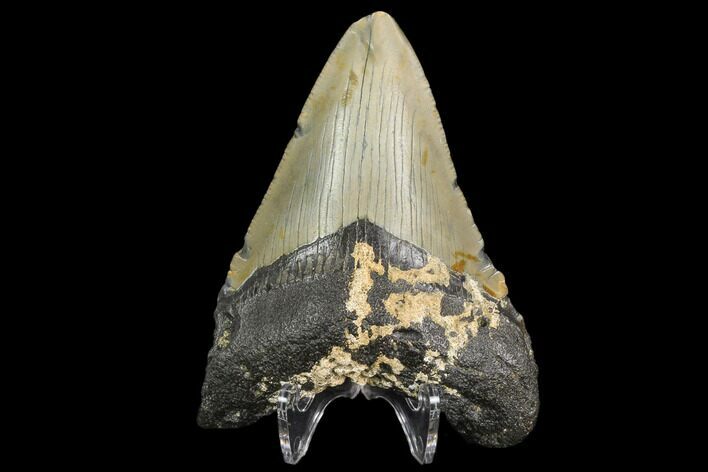 Fossil Megalodon Tooth - North Carolina #129981